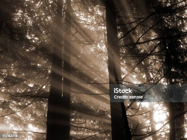 Foto de Deixe O Sol Brilhar e mais fotos de stock de Ambiente dramático - Ambiente dramático, Beleza natural - Natureza, Brilhante - Luminosidade