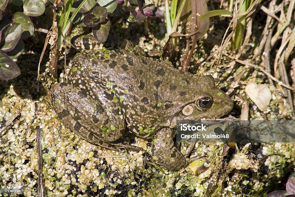 Nordamerikanischer Ochsenfrosch 1 - Lizenzfrei Amphibie Stock-Foto