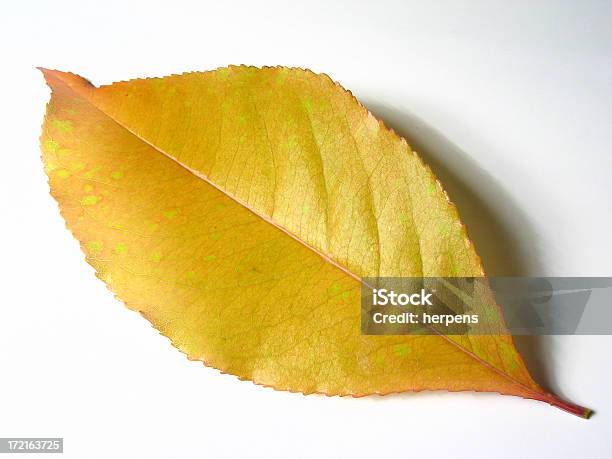 Blatt Nahaufnahme Stockfoto und mehr Bilder von Blatt - Pflanzenbestandteile - Blatt - Pflanzenbestandteile, Einzelveranstaltung, Freisteller – Neutraler Hintergrund