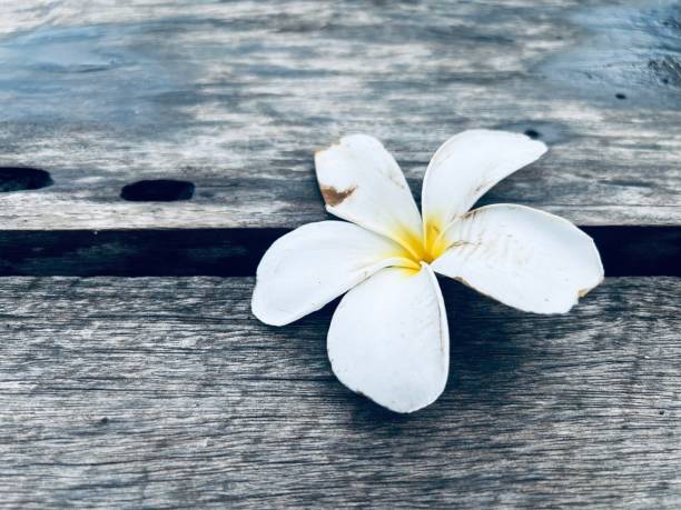 istock white frangipani flowers on the ground 1721637871
