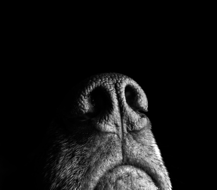 A dog with a keen sense of smell points her nose upward as she gathers information about her surroundings in the studio, where dog treats are always handy.