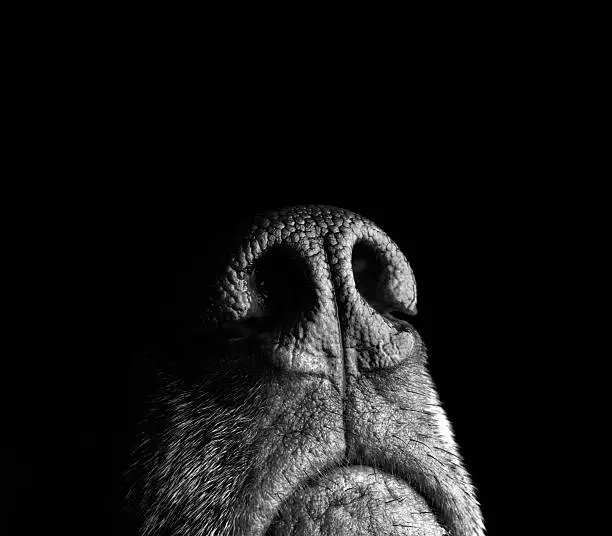 A dog with a keen sense of smell points her nose upward as she gathers information about her surroundings in the studio, where dog treats are always handy.