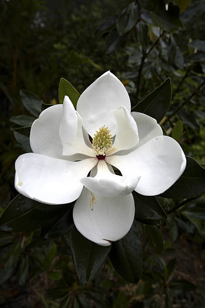 magnolia perene - evergreen magnolia - fotografias e filmes do acervo