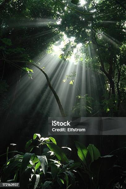 Jungle Sonnenstrahl Vertikale Sprungkraft Stockfoto und mehr Bilder von Rankenpflanze - Rankenpflanze, Nebel, Niemand