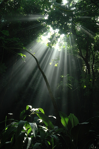 Sunbeam shining through a jungle canopy with tree vine in foreground.