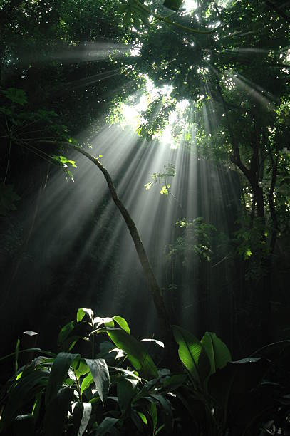 Jungle sunbeam: Vertical stock photo