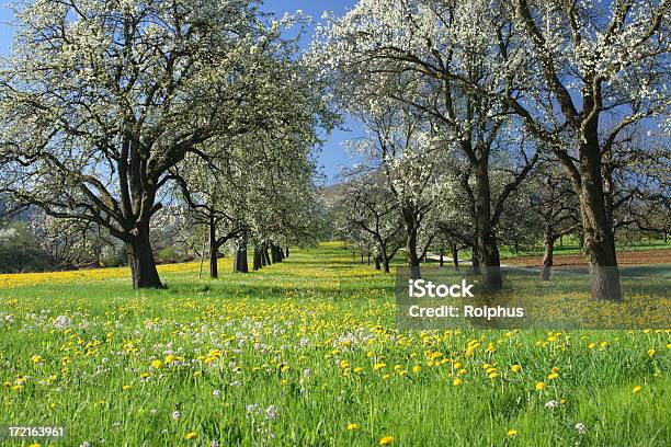 Blossom Avenue In Spring Stock Photo - Download Image Now - Swabian Alb, Agricultural Field, Agriculture