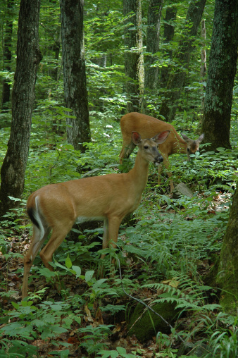 Two whitetail deer in a forestPlease see some similar pictures from my portfolio:
