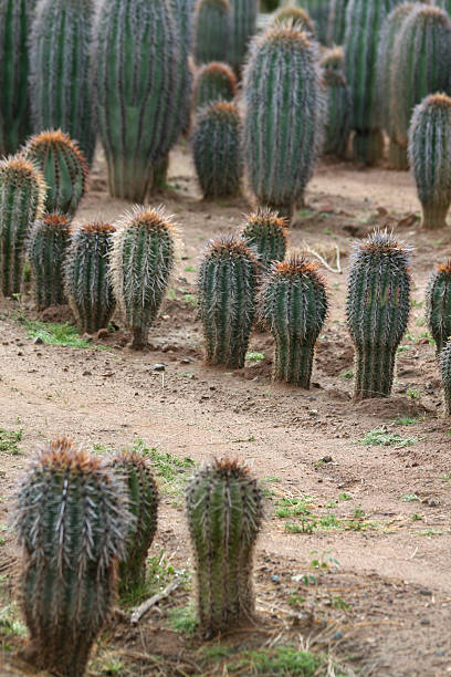 cato farm - sahuaro imagens e fotografias de stock