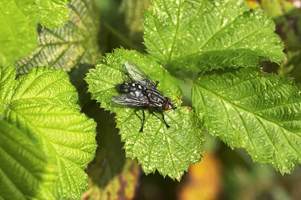 This is a flesh-eating fly (Sarcophaga carnaria) sun-bathing on a blackberry leaf. Adults feed on nectar, rotting carrion and dung. On the wing throughout the year, they often bask on sunny walls in winter. Females give birth to active grubs that feed in carrion and dung. A common fly with multiple abilities.