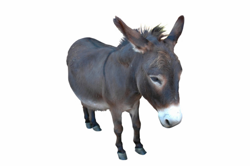 A donkey on an isolated background.  Focus is on head.