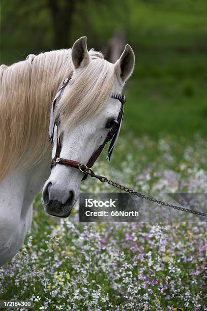 Koń I Kwiaty - zdjęcia stockowe i więcej obrazów Andaluzja - Andaluzja, Biały, Fotografika