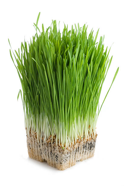 bio weizen gras - wheatgrass stock-fotos und bilder