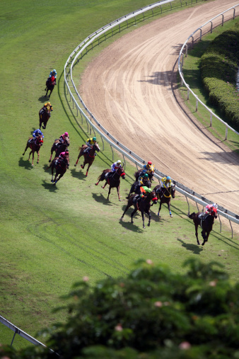 Horses at a race meeting