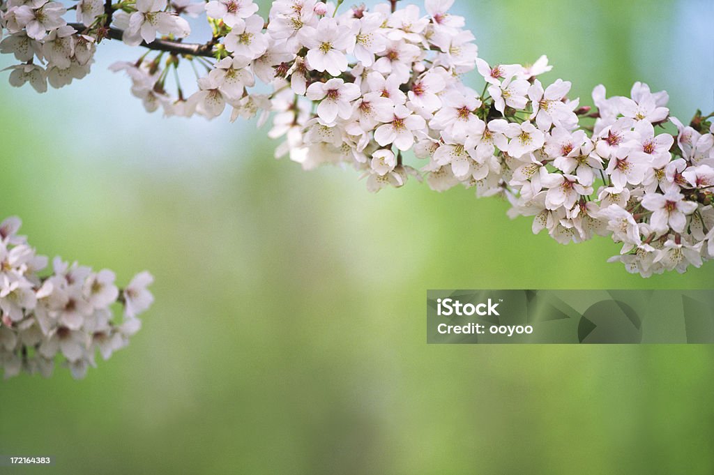 Alberi di ciliegio in piena fioritura - Foto stock royalty-free di Albero
