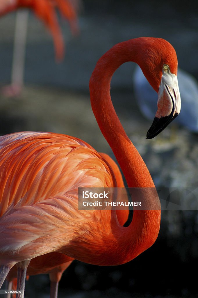 flamingo - Foto de stock de Flamenco - Ave de agua dulce libre de derechos