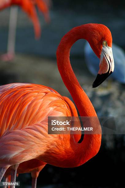 Flamingo Foto de stock y más banco de imágenes de Flamenco - Ave de agua dulce - Flamenco - Ave de agua dulce, Animal, Sin personas