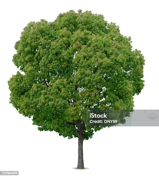 Tree Stock Photo - Download Image Now - City, City Life, Copy Space