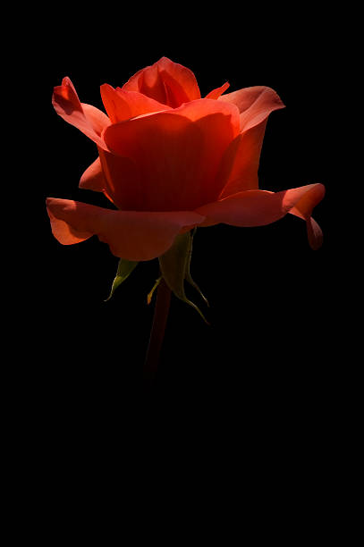 Elegante Rosa vermelha - fotografia de stock