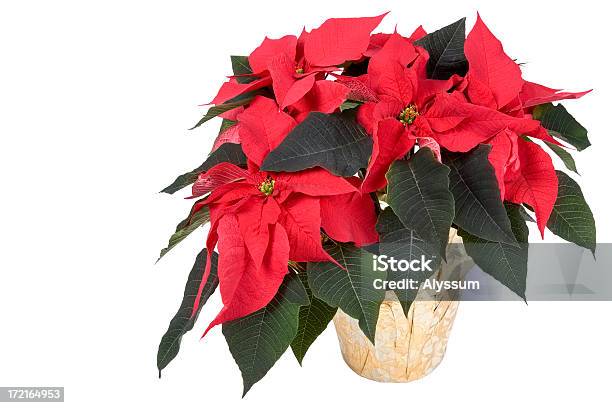 Cores De Natal - Fotografias de stock e mais imagens de Arbusto - Arbusto, Bico-de-papagaio, Botânica - Ciência de plantas