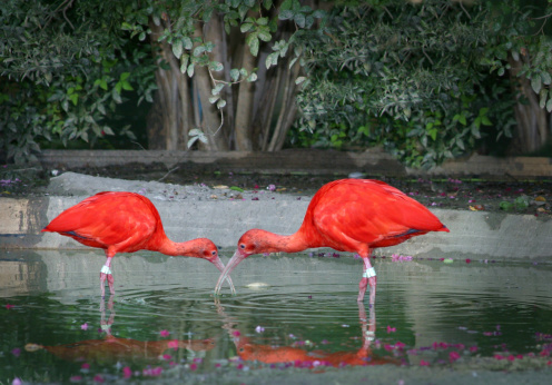 Two scarlet ibises with their beaks in the water
