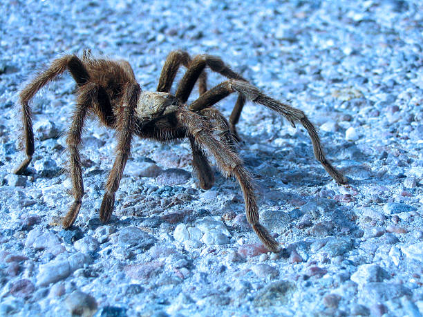 Mr. Chalcodes Tarantula stock photo