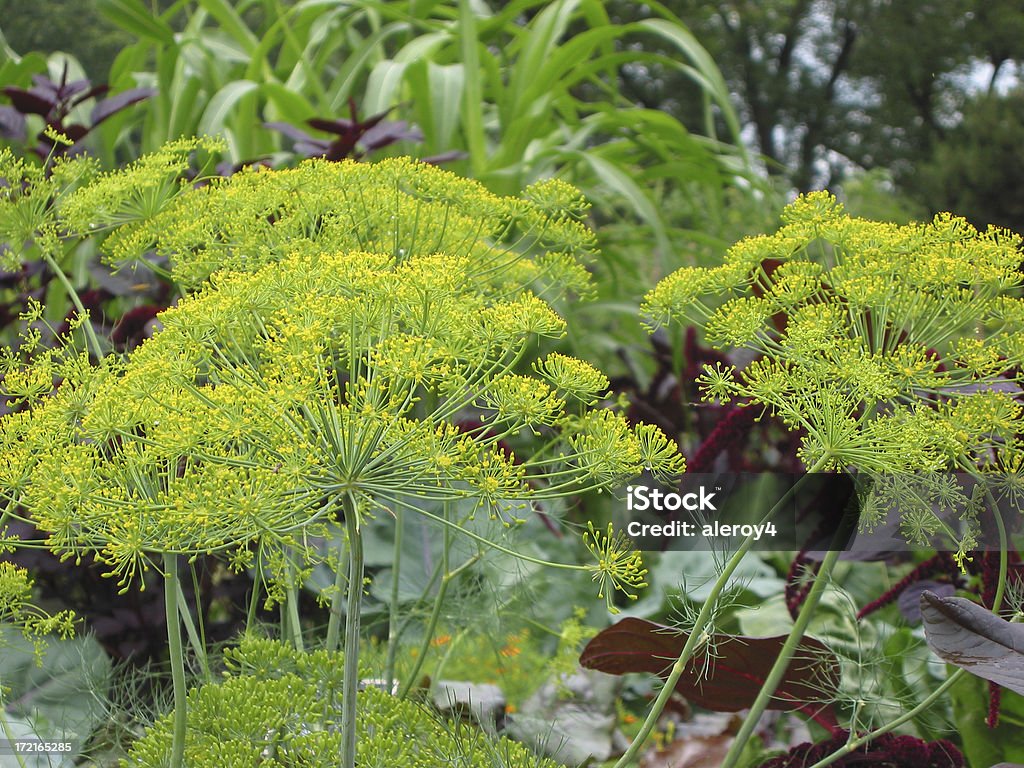 Plus jardin potager Couleur - Photo de Aneth libre de droits