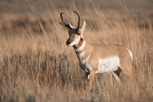 pronghorn antelope in the wild