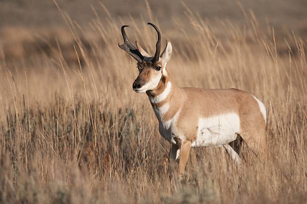 Pronghorn Antelope pronghorn antelope in the wild antelope photos stock pictures, royalty-free photos & images