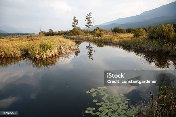 가로 두 나무 물 불 Rushes 백합 0명에 대한 스톡 사진 및 기타 이미지 - 0명, Kootenays - British Columbia, 가을