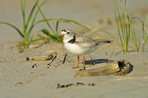 Piping Plover stock photo