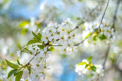 Just a photo of a crerry tree blooming in spring