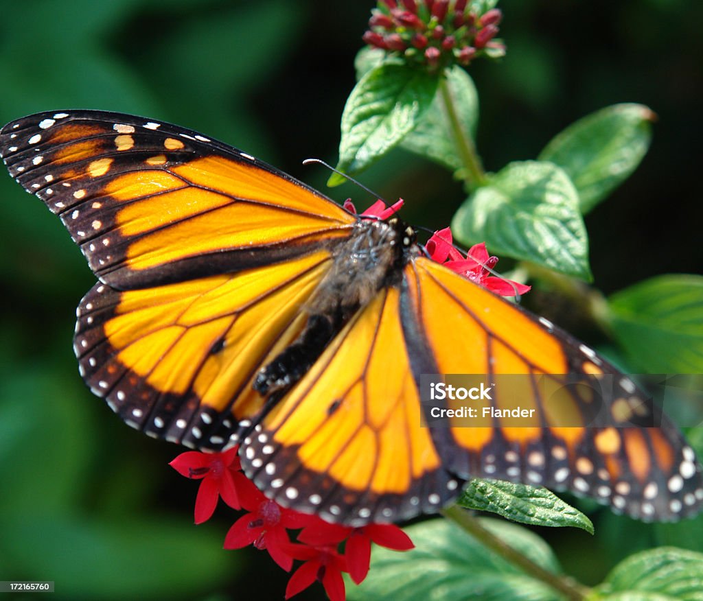 Borboleta-monarca - Royalty-free Animal Foto de stock