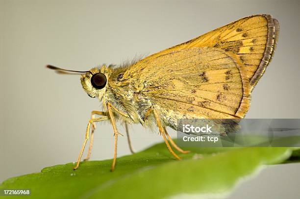 Capitão Laranja Em Singapura - Fotografias de stock e mais imagens de Agarrar - Agarrar, Anatomia, Animal