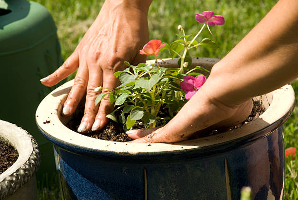 istock Hands Planting flowers in a pot 172165995