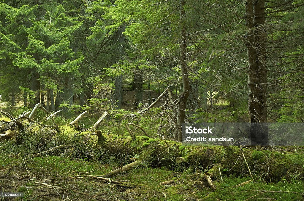 Зеленый лес - Стоковые фото Вайя роялти-фри