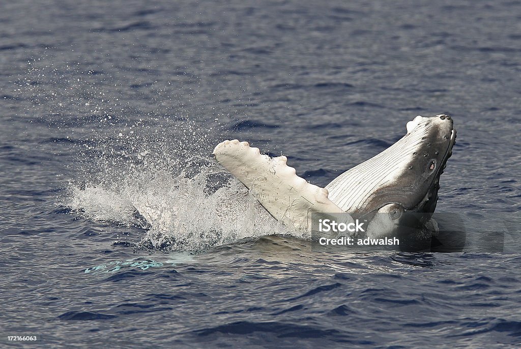 Bébé Baleine à bosse - Photo de Baleine libre de droits