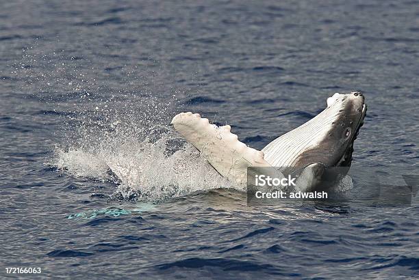 Photo libre de droit de Bébé Baleine À Bosse banque d'images et plus d'images libres de droit de Baleine - Baleine, Baleine à bosse, Îles Hawaï