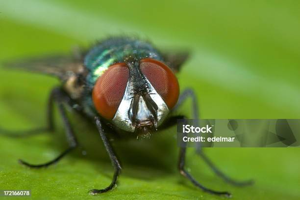 Дружелюбный Fly Говорит Hello — стоковые фотографии и другие картинки Антисанитарный - Антисанитарный, Внимательно смотреть, Всматриваться