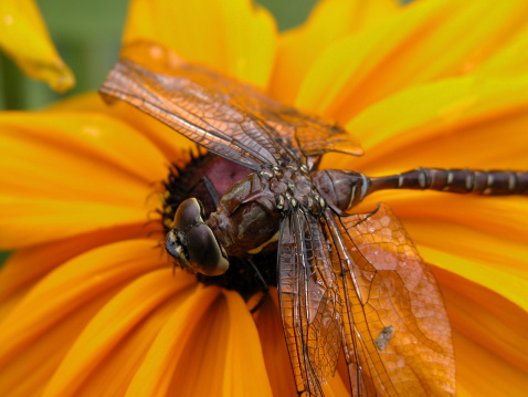 A dragonfly rests on a yellow flower
