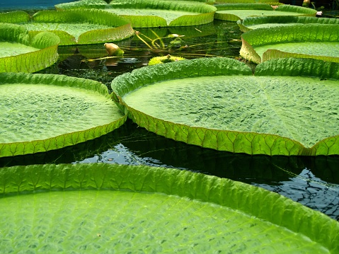 Green water lily leafs in an artificial pool.