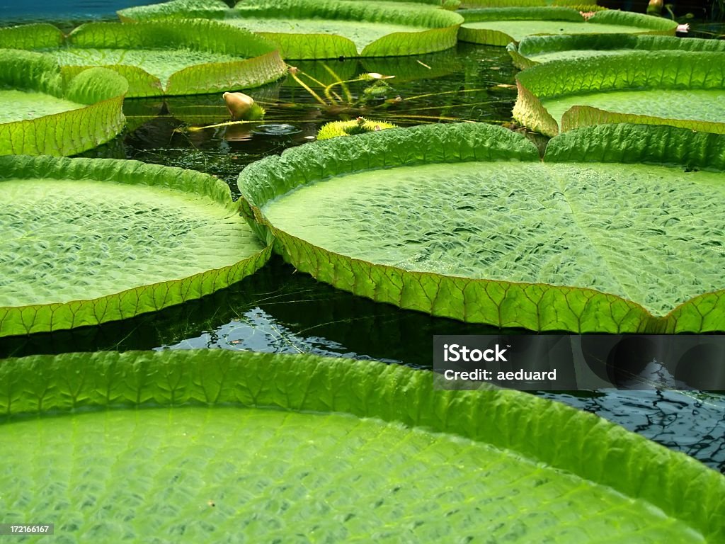 Lírio d'água gigante - Foto de stock de Beleza natural - Natureza royalty-free