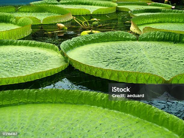 Foto de Lírio Dágua Gigante e mais fotos de stock de Beleza natural - Natureza - Beleza natural - Natureza, Botão - Estágio de flora, Cena de tranquilidade