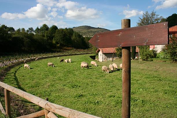 Granja ovina - foto de stock