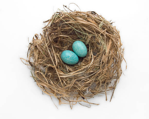 Nest and Two Eggs stock photo