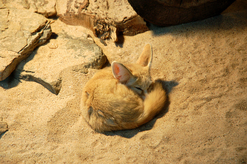 Snuggled together sleeping desert Fox
