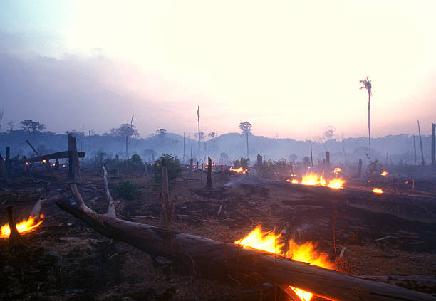 Landscape image of a burning forest at dusk 60-70 percent of deforestation in the Amazon results from cattle ranches and soyabeans cultivation while the rest mostly results from small-scale subsistence agriculture. deforestation stock pictures, royalty-free photos & images