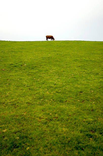 istock Cow on the horizon 172166691