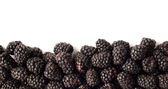 Blackberries against a white background, a fresh fruit bottom frame border designed for use as a design element with copy space above. Can be inverted for top border. The berries are part of a natural diet of healthy eating and may be organically grown and harvested from gardens or farms.