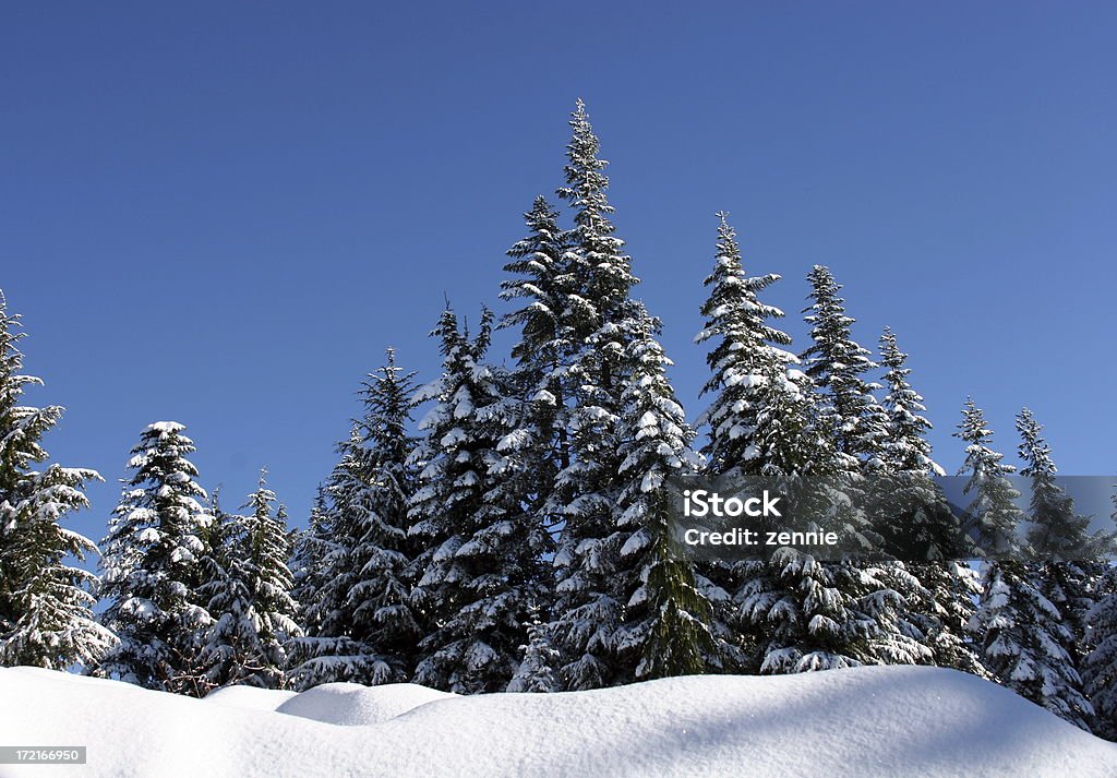 Snow Szene: Makellose - Lizenzfrei Baum Stock-Foto